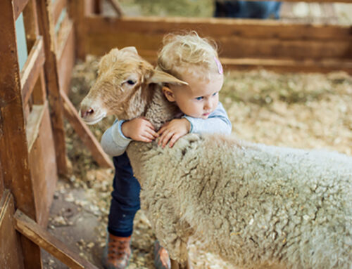 Quels laits pour nos bébés ? (2ème Partie)