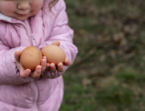Le petit-déjeuner des enfants. Et si un œuf à la coque changeait la matinée de nos enfants ?